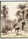 Algérie Sahara Oasis Biskra Mule Ane Ancienne Photo Neurdein 1890 - Afrique