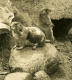 Allemagne Berlin Jardin Zoologique Chien De Prairie Ancienne Stereo Photo Stereoscope NPG 1900 - Stereoscopic