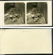 Allemagne Berlin Jardin Zoologique Chien De Prairie Ancienne Stereo Photo Stereoscope NPG 1900 - Stereoscopic