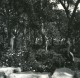 France Corse Porto Vecchio Bois De Chene Liege Ancienne Stereo Photo Amateur 1920 - Photos Stéréoscopiques