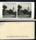 Suisse Alpes Oberland Bernois Lac De Thoune Ancienne NPG Stereo Photo 1906 - Stereoscopic