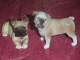 2 Figurines Bull Dog - Figurines En Plastique - Dogs