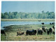 (85) Australia - NT - Wild Buffalo And Kangaroo Near Darwin - Darwin