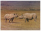 (983) Rhinoceros - Rhinocéros