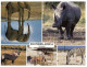 (983) Rhinoceros - Neushoorn