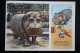 USSR Old Postcard  - Hippo   - Pioneer - 1955 - Hippopotames