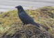 Raven  - Kolkrabe - Grand Corbeau  -   Corvus Corax.     Greenland.  # 0142 - Birds