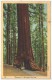 Wawona, A Mariposa Big Tree - 1941 - Arbres