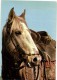 EN CAMARGUE  Une Jolie Tete De Cheval Camarguais  Recto Verso - Horses