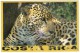 COSTA RICA - TIGRE/JAGUAR /THEMATIC STAMP-SEA LIFE - Costa Rica