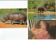 Lot 5 Cartes Hippopotame Nijlpaard (seekoei) Hippo - Nilpferd - Flusspferde