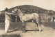 Elevage De Chevaux Madagascar Ancienne Photographie Diez 1924 - Africa