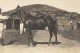 Elevage De Chevaux Madagascar Ancienne Photographie Diez 1924 - Africa