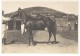 Elevage De Chevaux Madagascar Ancienne Photographie Diez 1924 - Africa