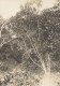 Plante De Madagascar Ancienne Photographie Diez 1924 - Africa