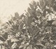 Plante De Madagascar Ancienne Photographie Diez 1924 - Africa