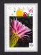 [2] CACTUS FLOWERS  Set Of 5 Personalized Picture Postage Unused Stamps, "P"- Rate. Canada 2015 [p15/2ct52] - Cactusses