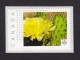 Delcampe - [1]  CACTUS FLOWERS  Set Of 5 Personalized Picture Postage Unused Stamps, "P"- Rate. Canada 2015 [p15/2ct51] - Cactusses