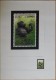 Congo Kin 2002 COB 1227/30. 4 Dessins Originaux, Du Dessinateur André Buzin à L´imprimeur, WWF, Gorilles. Unique - Gorilas