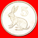 * RED ROCK HARE (1980-1999): ZIMBABWE  5 CENTS 1990! LOW START  NO RESERVE! - Simbabwe