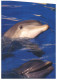 (008) Dolphin - Dauphins - Dauphins