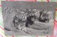 Groupe De Tigres (Panthera Tigris) - Muséum D´Histoire Naturelle - Parc Zoologique De Paris - Photo André Steiner - Tigers