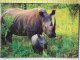 Cart.-  Animali  -  Rinoceronte Con Piccolo. - Rhinoceros