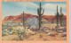 Carte Vers 1920 CACTUS ON THE DESERT AT RED ROCK CANYON,CALIF - Autres & Non Classés