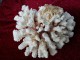 COLLECTION DE LA MER - Cerveau, Cor. étoile, Nautile, Corne D'élan, éventail, Cassis - Conchiglie
