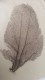 Delcampe - COLLECTION DE LA MER - Cerveau, Cor. étoile, Nautile, Corne D'élan, éventail, Cassis - Conchiglie