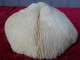 Delcampe - COLLECTION DE LA MER - Casque Rouge, Champignon, Coq. Polis, Lambi, - Coquillages