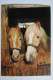 (7/5/91) AK "Pferde" - Pferde