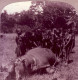 Photo Stéréoscopique - AFRIQUE - Un Gros Hippopotame Tué à Côté De Victoria Nyanza - - Photos Stéréoscopiques