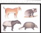 Animal Lynx Koala Tapir Tatou / Dessin Illustration Pittau-Gervais  // CP 68/22 - Autres & Non Classés