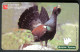 Russia - Phonecard - Birds - Wood-grouse - Tetrao - Used - Gallinacés & Faisans