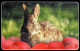 Romania - Phonecard - Animals - Rabbits - Used - Kaninchen