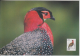 India  2006  Birds  Western Tragopan Stamp  Printed On Post Card ONLY NO STAMPS  2 Scans    # 84842  Inde  Indien - Other & Unclassified