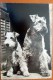 2 Hunde, Echtfoto, AK Nicht Gelaufen, DDR 1963 - Cani