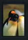 FALKLAND ISLANDS- Frans LANTING - Courting King Penguins-Paypal Free - Falklandeilanden