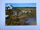 CP , Cheval , Horse , Camargue - Chevaux