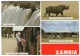 ZAMBIA - VIEWS / VICTORIA FALLS / RHINO / THEMATIC STAMP-ELEPHANT - Zambia