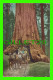 YOSOMITE NATIONAL PARK, CA - WAWONA IN THE MARIPOSA GROVE OF SEQUOIAS - PACIFIC NOVELTY CO - - Yosemite