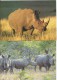 RHINOZEROS Nashorn Rhinoceros 4 Karten - Rhinoceros