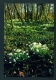 ENGLAND  -  Anglesey Abbey  Snowdrops  Used Postcard As Scans - Andere & Zonder Classificatie