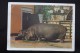 Hippo - Old Soviet PC 1959 - Rare! - Hippopotames