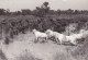 CAMARGUE  MANADE DE TAUREAUX (dil208) - Taureaux