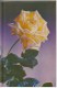 Poland ; 1988 ; Flowers ;  Roses ; Postcard , Used - Rozen
