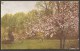Kirschblüten, Waldsee, Bergatreute 1917 - Bad Waldsee