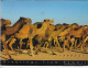 24538- KUWAIT- CAMEL HERD - Kuwait