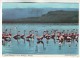 CP336 Greater Flamingoes Flamants Nigeria Nice Stamp Mi 344 Woman Working In Backyard Vegetable Garden - Nigeria